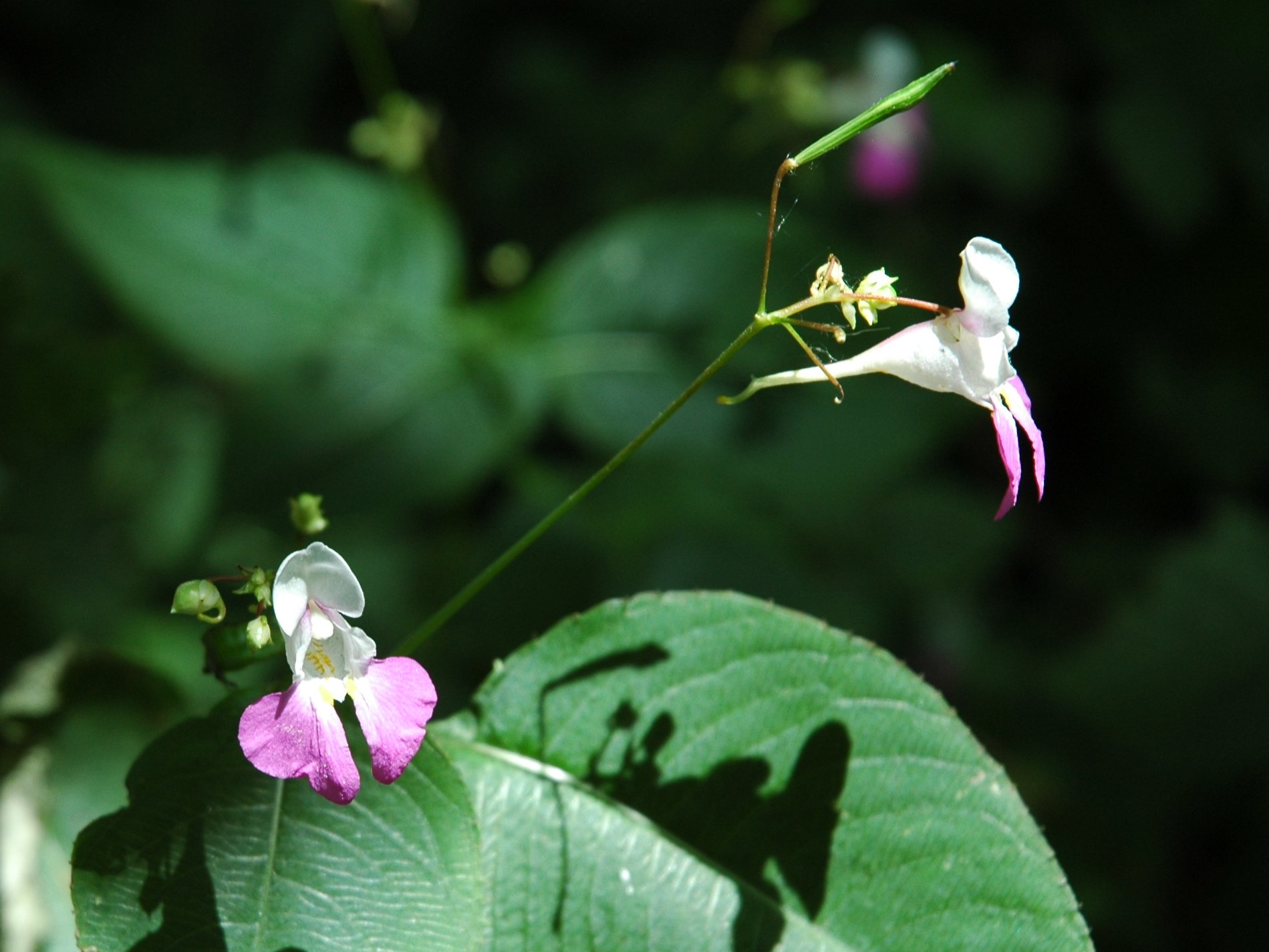 Impatiens balfourii